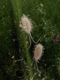 Image result for Mealybug cucumber