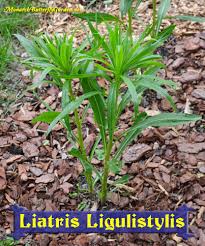 It isn't fussy about soils and is a calling card for hummingbirds, native bees, and many. Liatris Ligulistylis Blazing Star The Ultimate Monarch Magnet