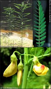 Image result for Sesbania sericea