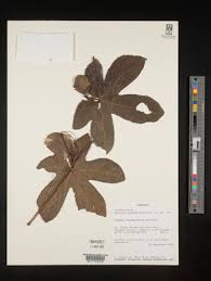 Image result for Coccinia subsessiliflora