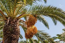 Making butia jelly (right photo by happenstance) click on this link for a recipe for butia jelly. Fruit Ripe Figs Growing On A Palm Tree Stock Photo Picture And Royalty Free Image Image 15759606