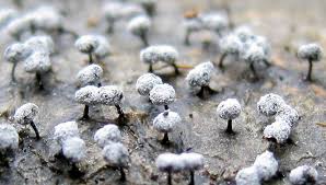 Image result for Melanospermum