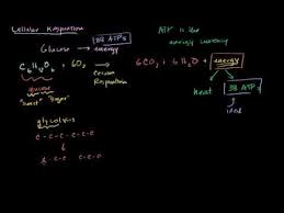 Introduction To Cellular Respiration Cellular Respiration Cellular Respiration Biology Science Biology