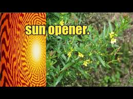 Image result for Heimia salicifolia