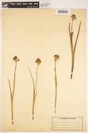 Image result for Albuca virens