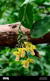 Image result for Polystachya bennettiana