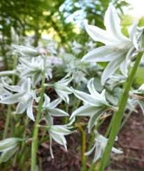 Image result for Ornithogalum seineri
