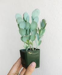Kalanchoe Panamensis Tall Succulents Plants Planting Succulents