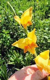 Image result for Gladiolus bellus