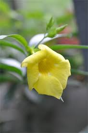 Image result for Allamanda schottii