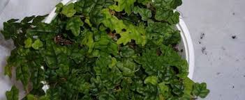 Check spelling or type a new query. Miniature Oakleaf Fig Ficus Pumila Quercifolia