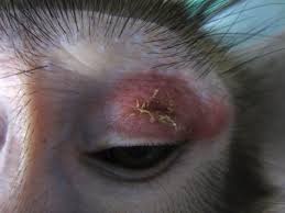 Learn about the symptoms, treatment and prevention of this common infectious disease. Deutsches Primatenzentrum Tuberkulose