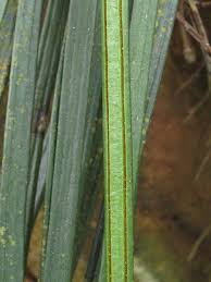 Image result for Vittaria guineensis