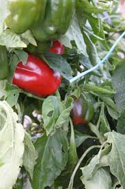We did not find results for: Vegetable Garden Planting Guide