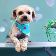 We carry live feeders, frozen pet food, and supplies for dogs, cats, reptiles, birds, small animals, & fish (17) operating as usual. Grooming Salon Santee Dog And Cat Grooming Furology Inc