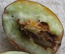 We show you how to maintain them and give them the nutrients they need to flo. Jujube Wikipedia