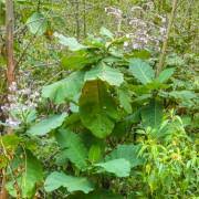 Image result for Wigandia urens