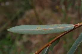 Image result for venturia saliciperda willow tree