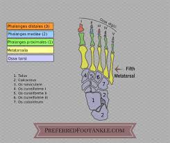 Image result for Metatarsal