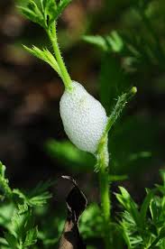 And it doesn't have a nutty taste, leaving you to enjoy the delicious flavors of *enjoy **hot or cold **froth in your countertop milk frother **steam using a coffee or espresso machine with a steam wand **whisk on a hot stove with a. Pin On Gardening Aspirations