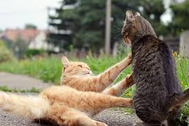 Umumnya, anak kecil memang lucu dan menggemaskan. 20 Hal Yang Ternyata Dibenci Kucing Apa Saja Halaman All Kompas Com