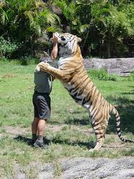 This tiger is included in appendix i of cites, in the same group of animals that are in great danger. Didn 39 T Realise Tigers Were This Big Compared To Humans Pic Unique Animals Animals Animals And Pets