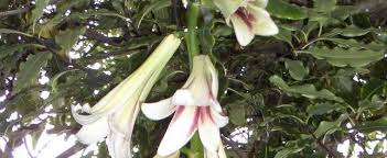 Maybe you would like to learn more about one of these? Cardiocrinum Species Giant Himalayan Lily Cardiocrinum Giganteum