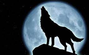 If you wish to know various other wallpaper, you could see our gallery on sidebar. 66 Wolf Howling At The Moon Wallpaper On Wallpapersafari