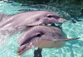 Ahtapotlarin Zekasi Izle