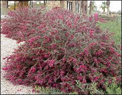 Plant shrubs and flowering perennials in october in arizona. Plants For The Arizona Desert Town Of Gilbert Arizona