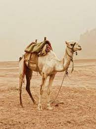 Fashion is a form of ugliness so intolerable that we have to alter it every six months. Camel
