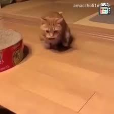 your cat will love this video funny animal videos funny animals cat memes