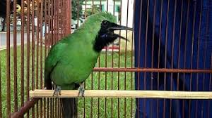 Trotolan cucak ijo paud jahat full jamtrok gacor gaya udang. Cucak Ijo Jamtrok Gacor Nembak Bagus Untuk Pancing Emosi By Budi Tjx Youtube Cute766
