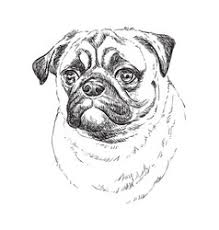 Draw a wavy line that looks like a mustache. Pug Drawing Vector Images Over 3 000