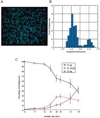 Hepatocytes (liver parenchymal cells) perform the liver's metabolic functions: Liver Cell Polyploidization A Pivotal Role For Binuclear Hepatocytes Journal Of Biological Chemistry