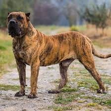 Choose your a dog then start taking care of him. Presa Canario Official On Instagram Diablo El Campeon Mordsang Kennel Presa Canario Dog Breeds Corso Dog