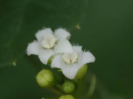 Image result for Zehneria tridactyla