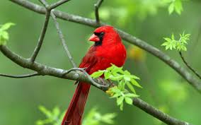 Free Download Cardinal Perched On Branch Pc Wallpaper Hd Wallpaper 1440x900 For Your Desktop Mobile Tablet Explore 45 Free Cardinal Wallpaper Desktop Cardinal Bird Wallpaper Red Cardinal Wallpaper Cardinal