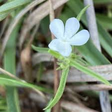 Image result for Striga bilabiata