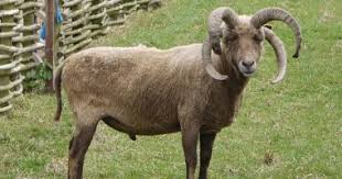 We did not find results for: Ù†Ø¬Ø¯Ù‰ ÙˆØ§Ù„Ø¹ÙˆØ§Ø³ ÙˆØ±Ø§Ø¬Ø§ Ø£ØºØ±Ø¨ Ø£Ø³Ù…Ø§Ø¡ Ø§Ù„Ø®Ø±ÙØ§Ù† ÙÙ‰ Ø§Ù„Ø¹Ø§Ù„Ù… Ø§Ù„ÙŠÙˆÙ… Ø§Ù„Ø³Ø§Ø¨Ø¹