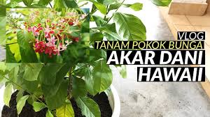 Get notified when persis akar dani is updated. Vlog Pokok Akar Dani Hawaii Sudah Berbunga Youtube