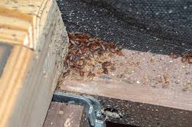 Image result for bed bugs droppings