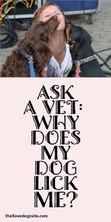 Ask A Vet Why Does My Dog Lick Me Ask A Vet Dogs Pets