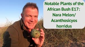 Image result for Acanthosicyos