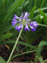 Image result for Agapanthus campanulatus