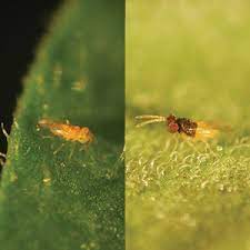 A key belief of the organic gardener is that biodiversity furthers health. Biological Control Products Biobest