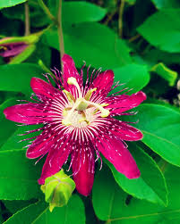 Image result for Passifloraceae