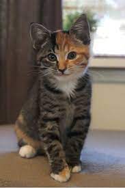Pin On Kittens