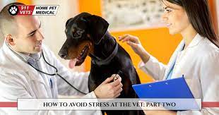 In case we are not open, please visit another animal emergency hospital in the area: Mobile Veterinary Services Los Angeles How To Avoid Stress At The Vet Part Two