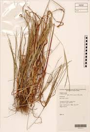 Image result for Digitaria ternata